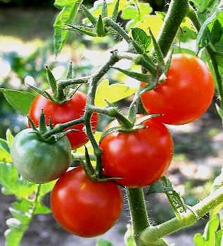 imagem de Tomatinho da Horta - sem agrotóxicos -  200 gramas