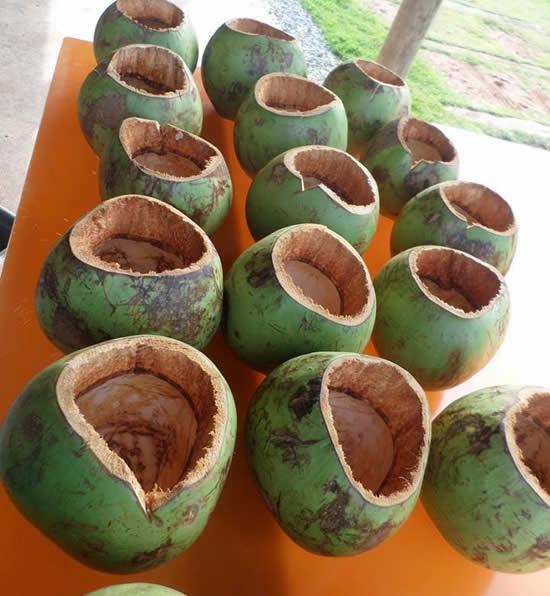 imagem de Casca de coco verde - Cachepô