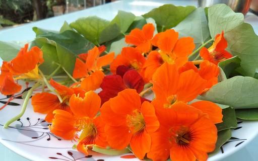 imagem de Flor de Chagas - Comestivel e decorativa - sem agrotóxicos - 10 unidades