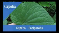 imagem de CAPEBA / PARIPAROBA- sem agrotóxicos