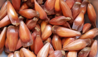 imagem de HORTI - PINHAO