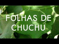 imagem de Folhas de Chuchu - Orgânica